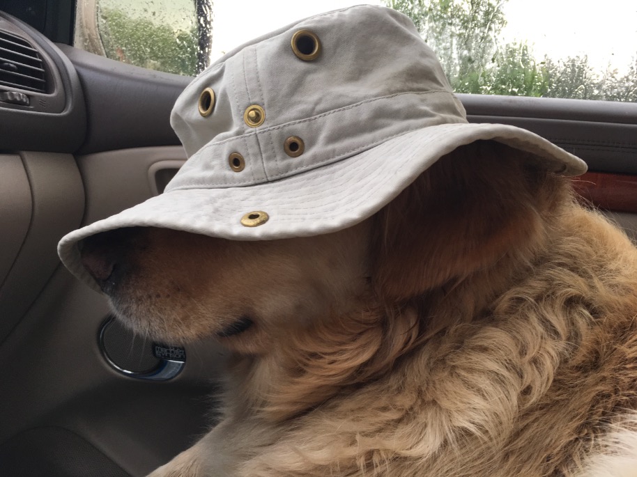 This is a thunderstorm fear mitigation technique. When Roo can't see flashes of lightning she is less fearful. She rode like this for 40 minutes and didn't tremble at all. It's also good rehearsal for any Doonesbury auditions she might have coming up.