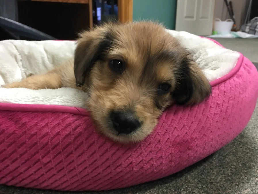 The Puppy.