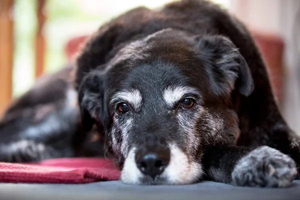 A vet’s idea of marketing old-age services to Roo K. Beker