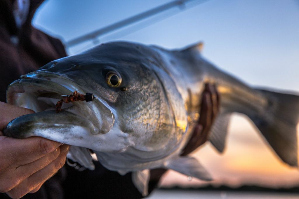 Photo credit Brett Seng
