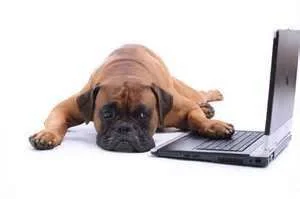 boreddog.jpg