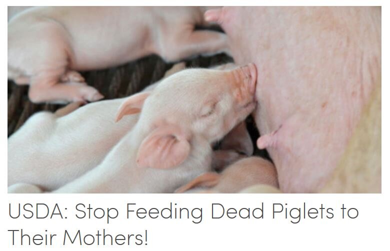 Petition #5: USDA: Stop Feeding Dead Piglets To Their Mothers!