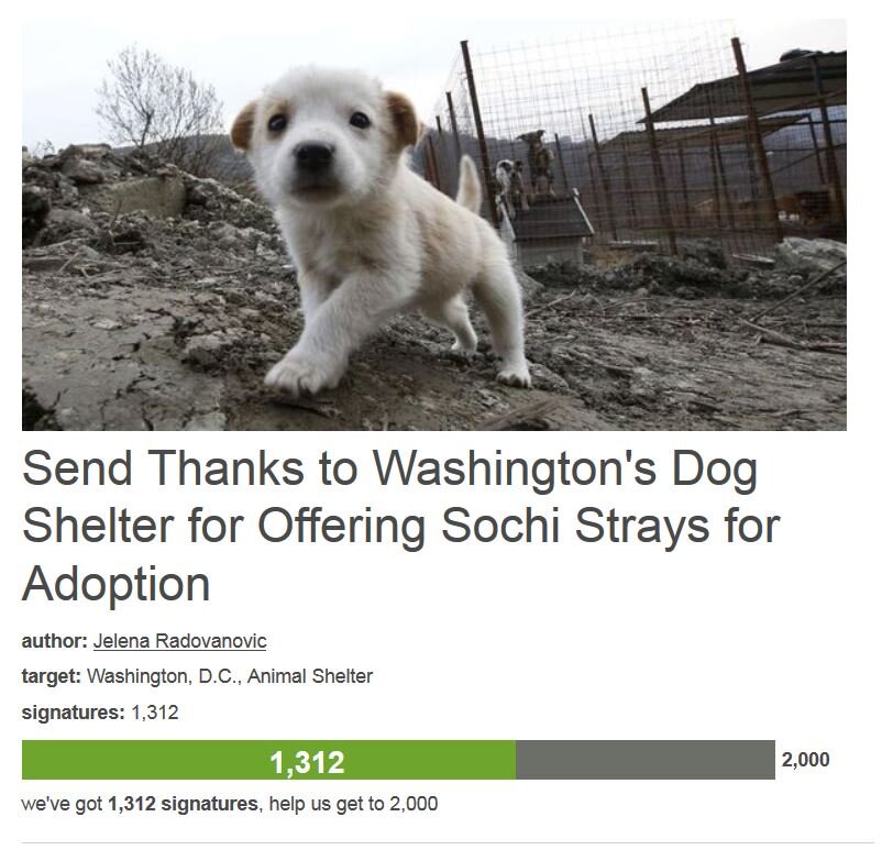 Petition #32: Send Thanks To Washington's Dog Shelter For Offering Sochi Strays For Adoption