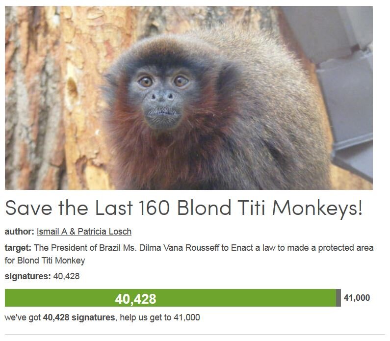 Petition #73: Save The Last 160 Blond Titi Monkeys!