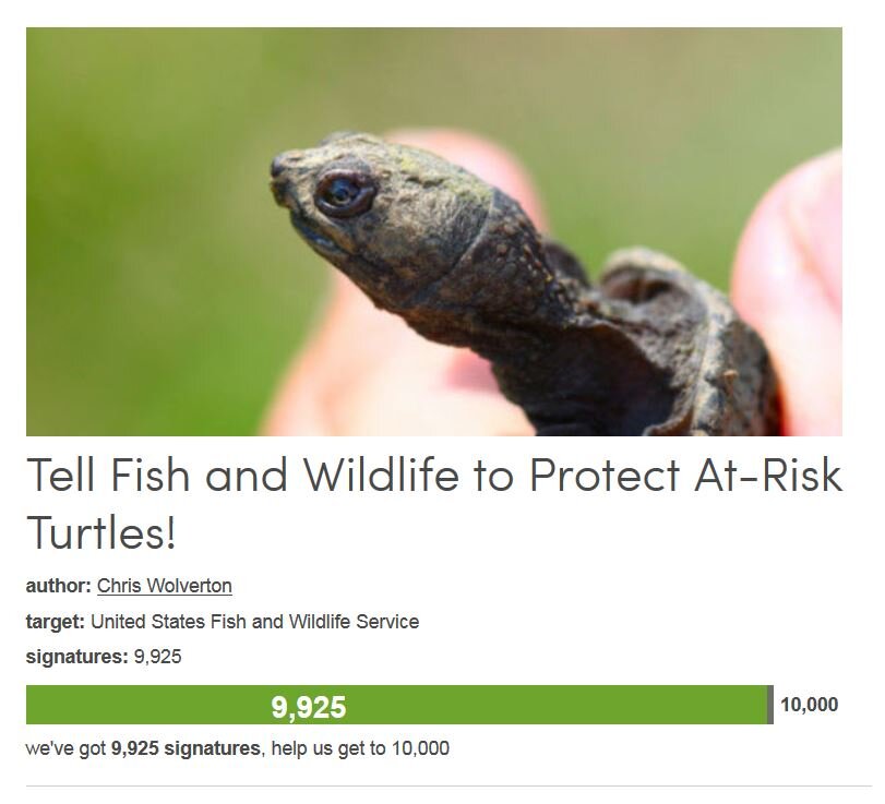 Petition #248: Tell Fish And Wildlife To Protect At-Risk Turtles!