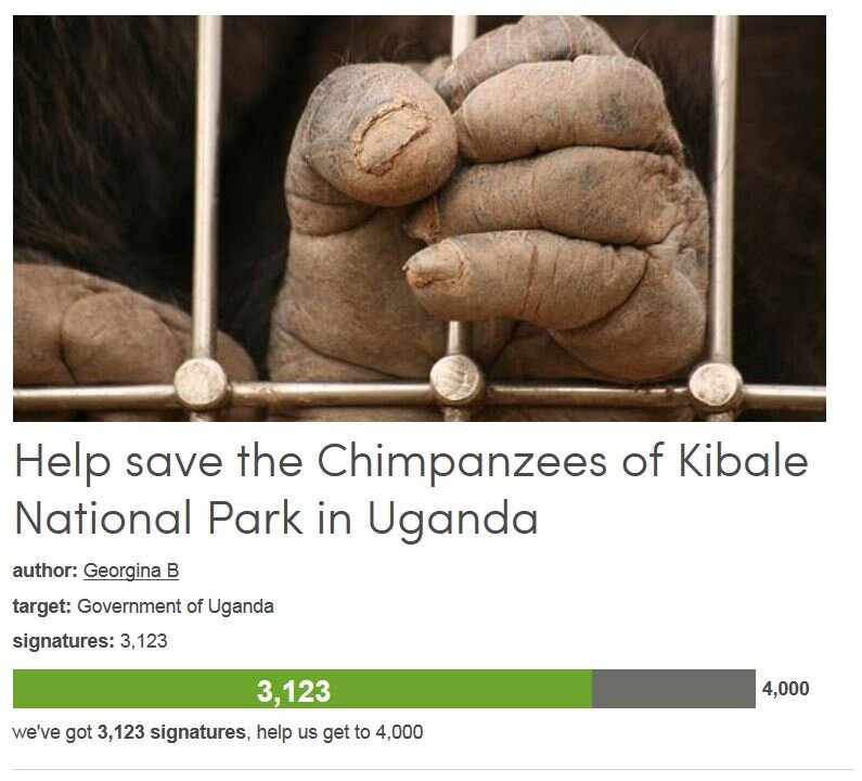 Petition #275: Help Save The Chimpanzees Of Kibale National Park In Uganda