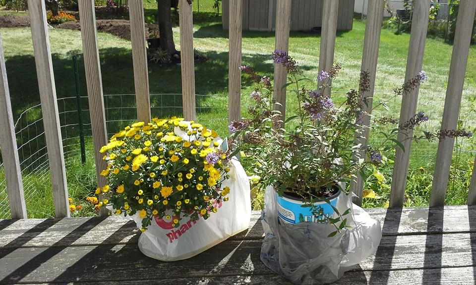 We got a few more plants