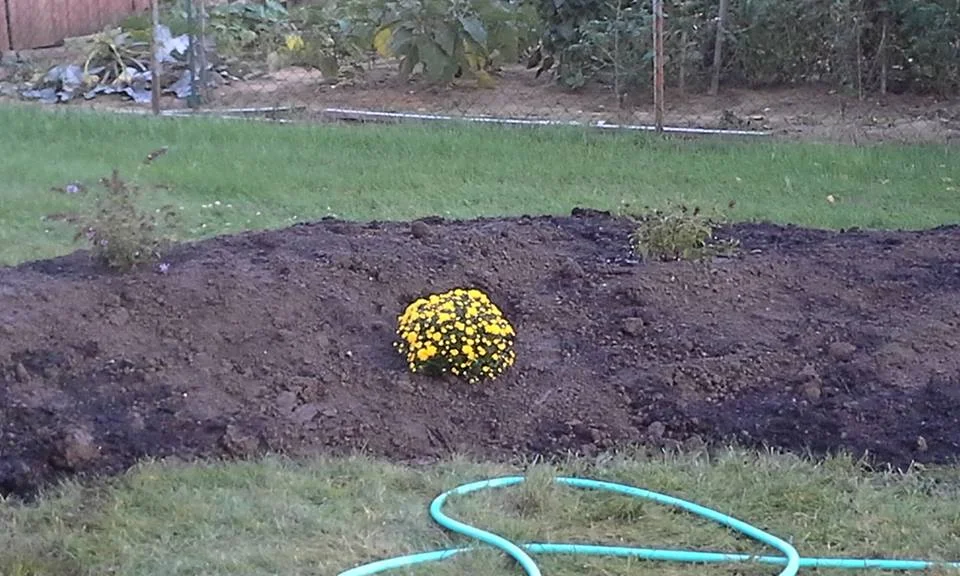 A few plants in the berm