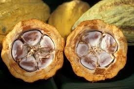 cacao.jpg