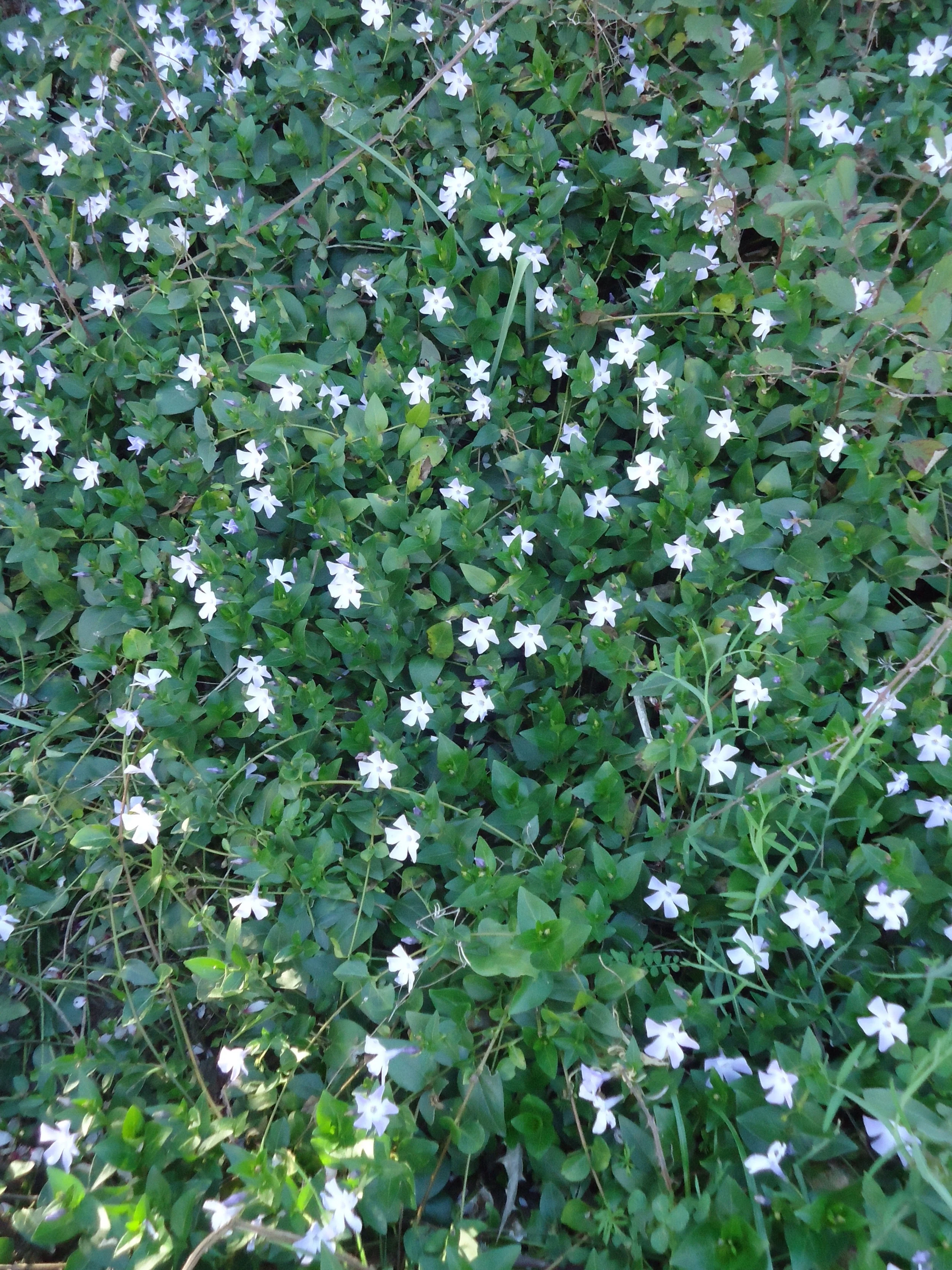 I do know this...a mass of periwinkle!