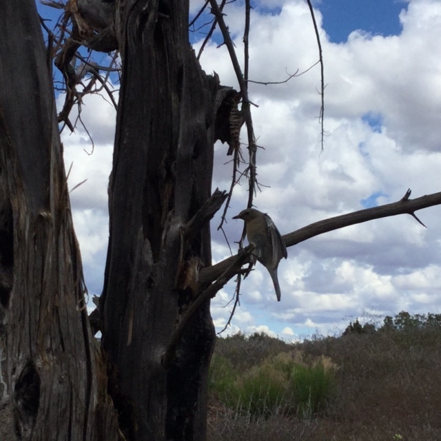 a dead tree, just outside of my tent, with a hollow trunk housing a bird's nest