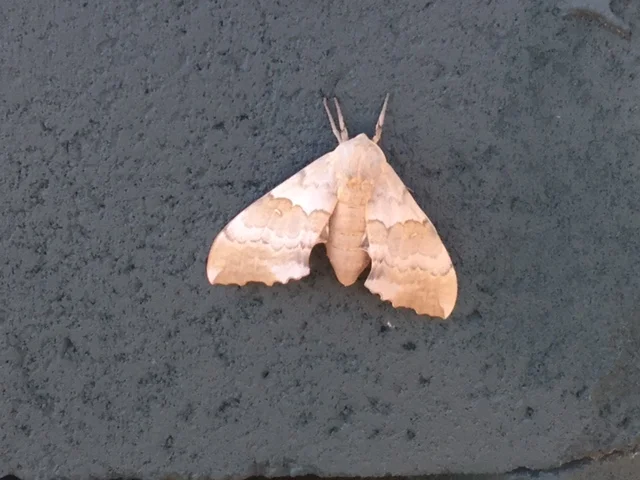 A pretty moth