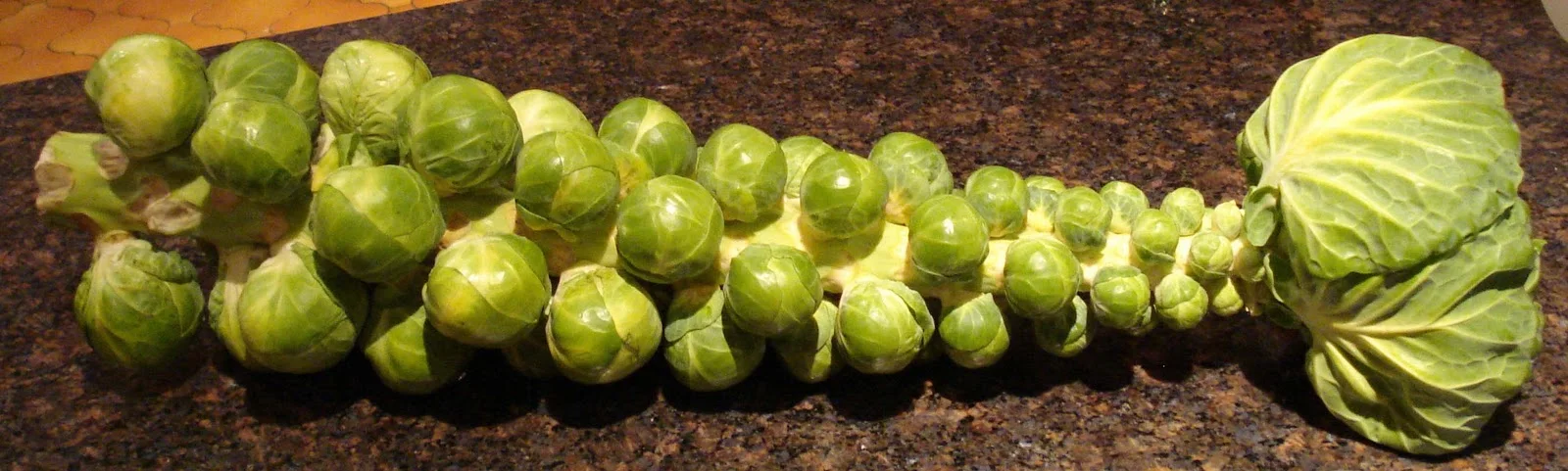 Brussel Stalk (1).JPG