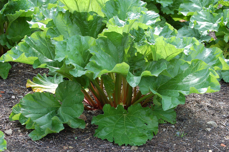 http://www.spadespatula.com/2012/06/13/yes-you-can-grow-rhubarb-at-home-and-its-not-even-that-scary/