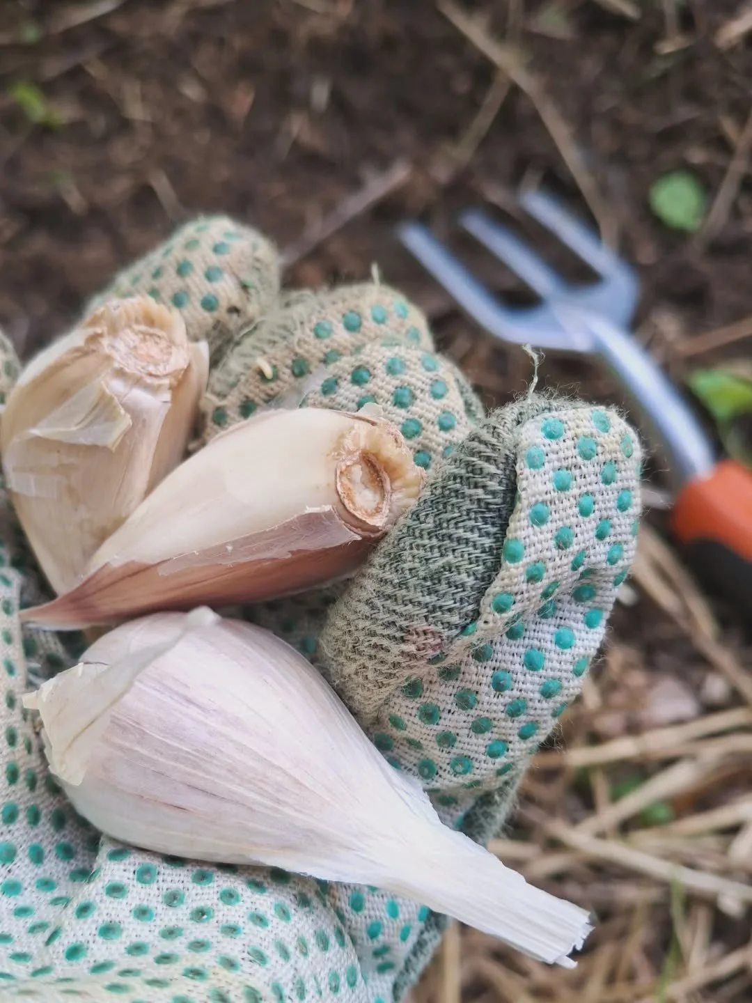 Trying &quot;winter crops&quot; (aka a handful of garlic plants) for the first time! Check back with me in June.... Do you plant winter crops, and if so what kind?! #gardening #wintercrops #garlic