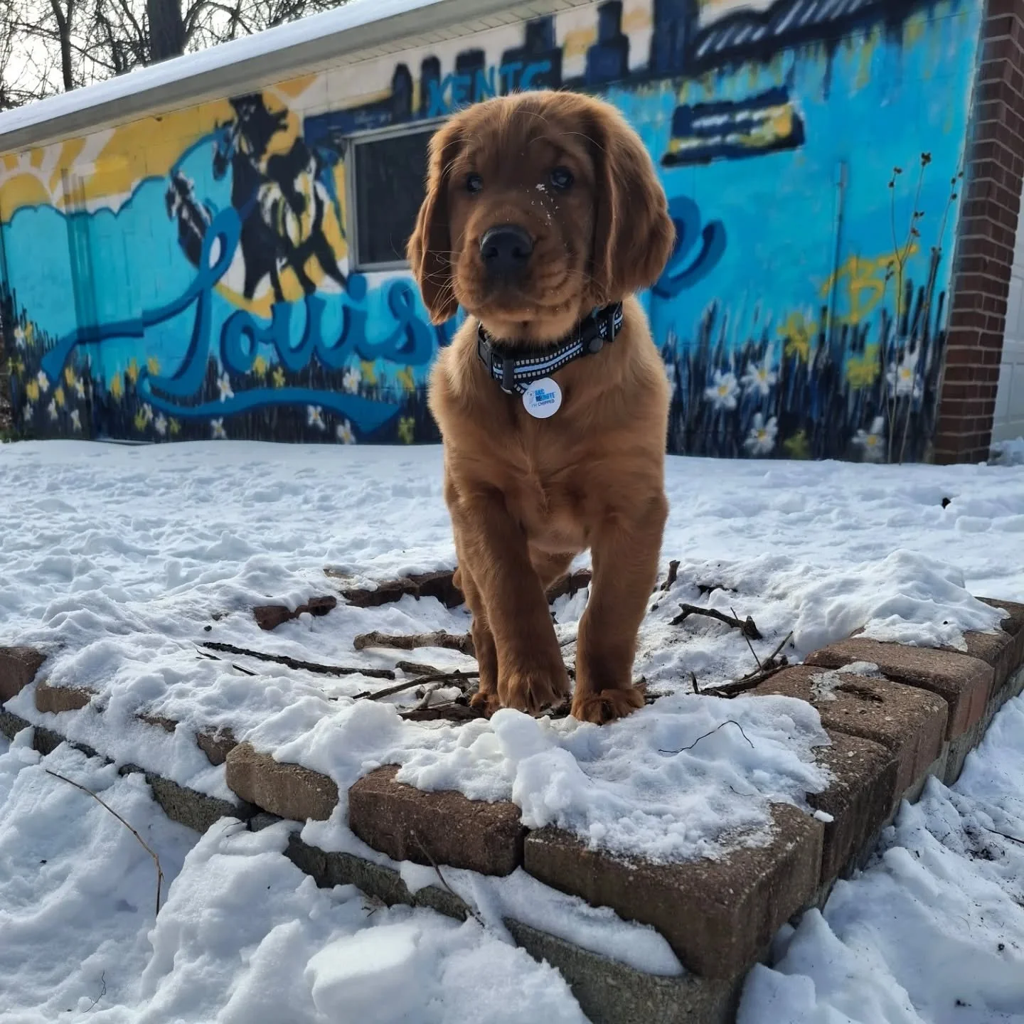 Introducing... Lil Abner! Our winter soldier brings bountiful joy to each day and and loves the winter  we're having! He's the sweetest guy and just wants to be near us 🐶 #lilabner #redgoldenretriever #retrieverpuppy #dogmom
