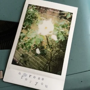 instantrose.jpg
