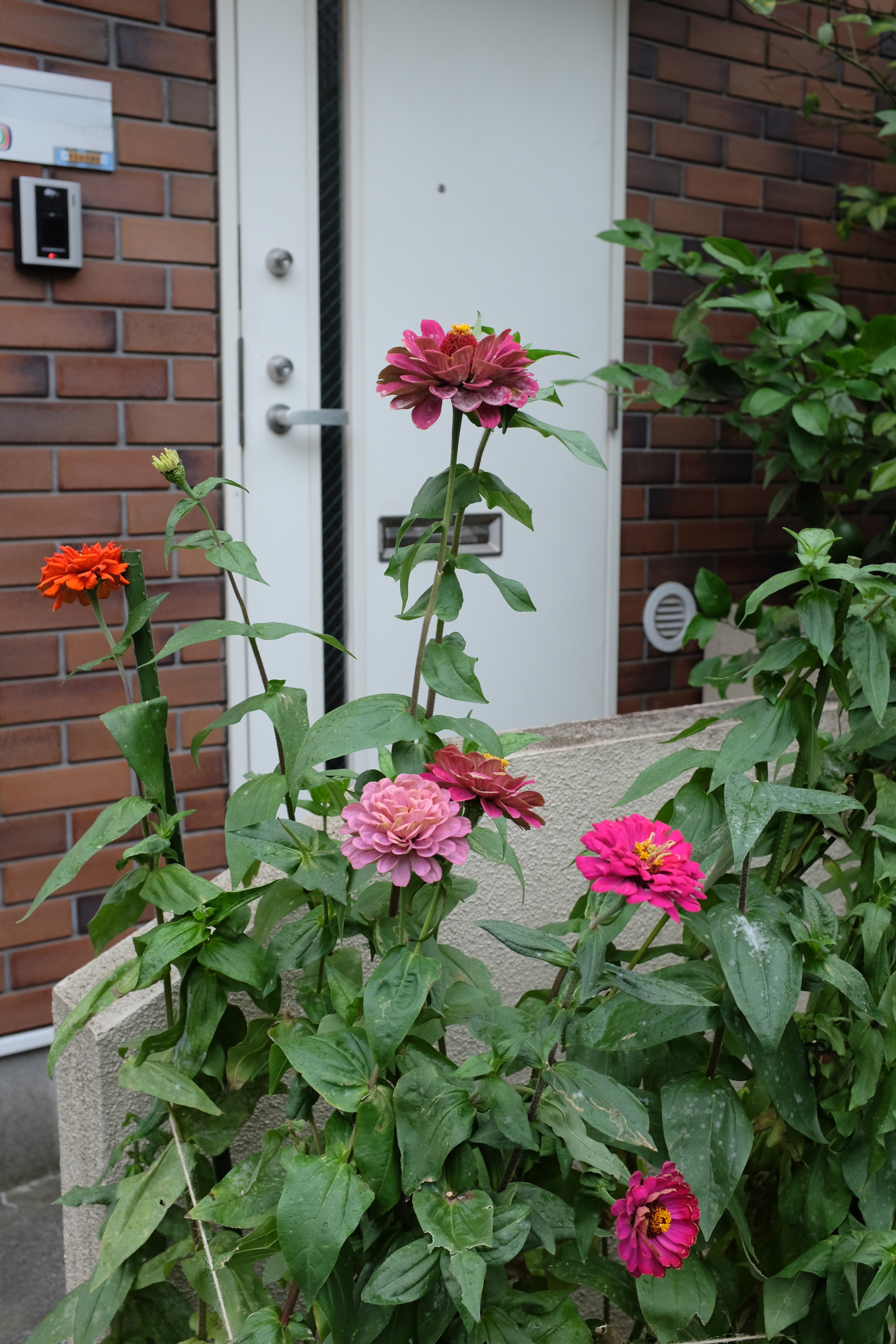 Flowers on the doorstep