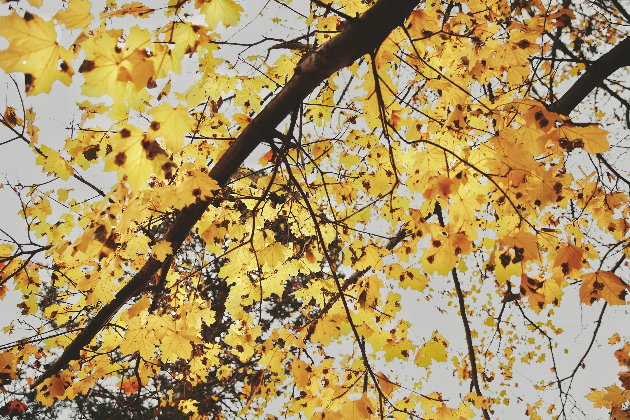 _MG_1588-01.jpeg