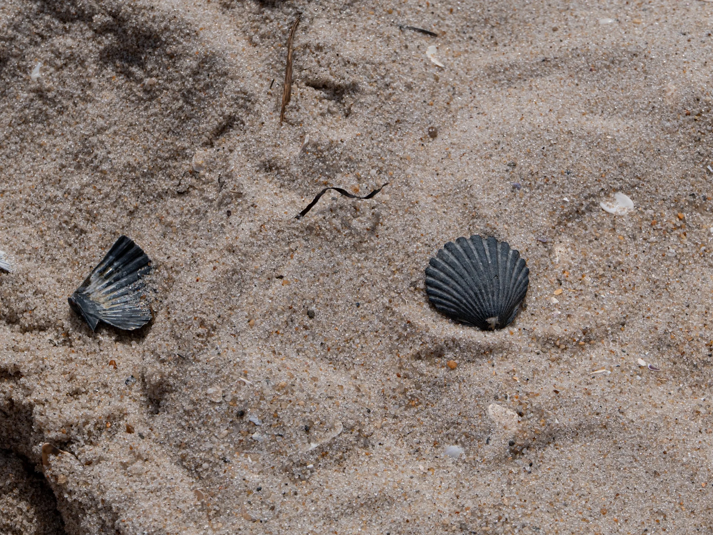 Tide Line