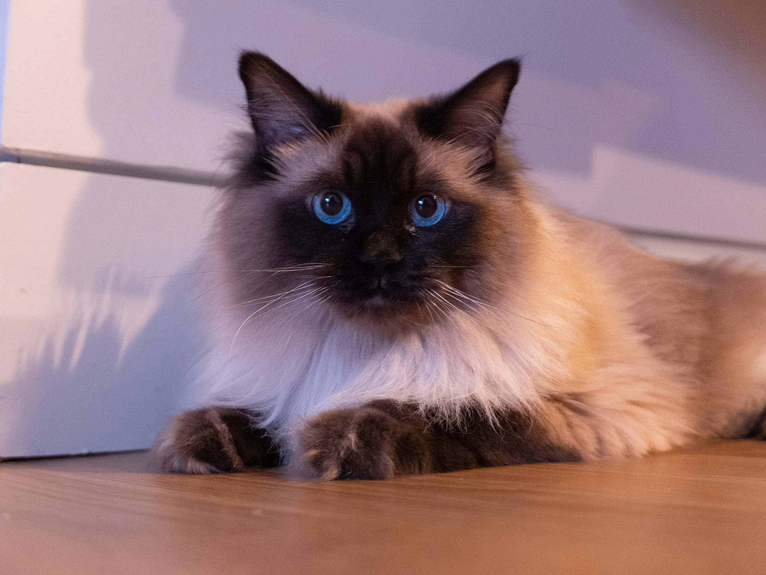 Luna 