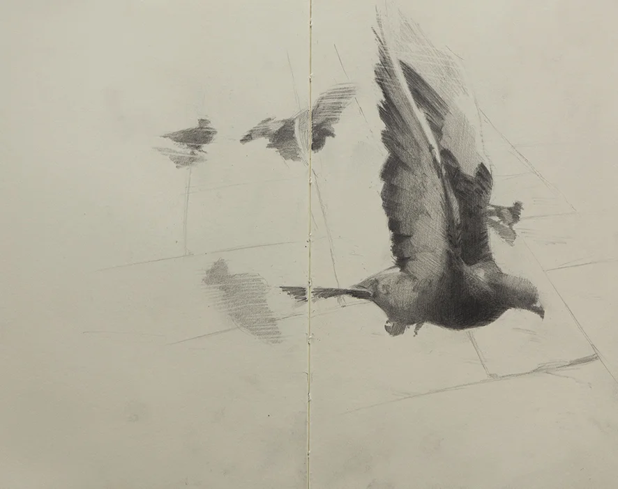 sketch_pigeons_01.jpg