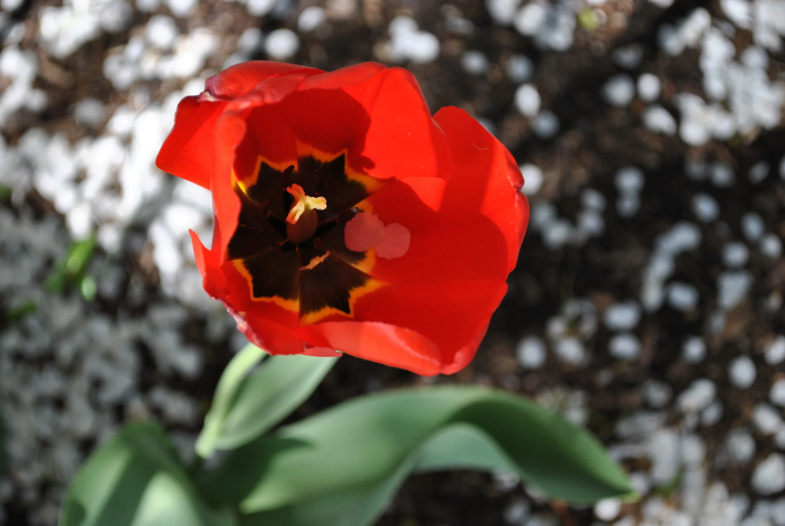 DSC_0468.JPG