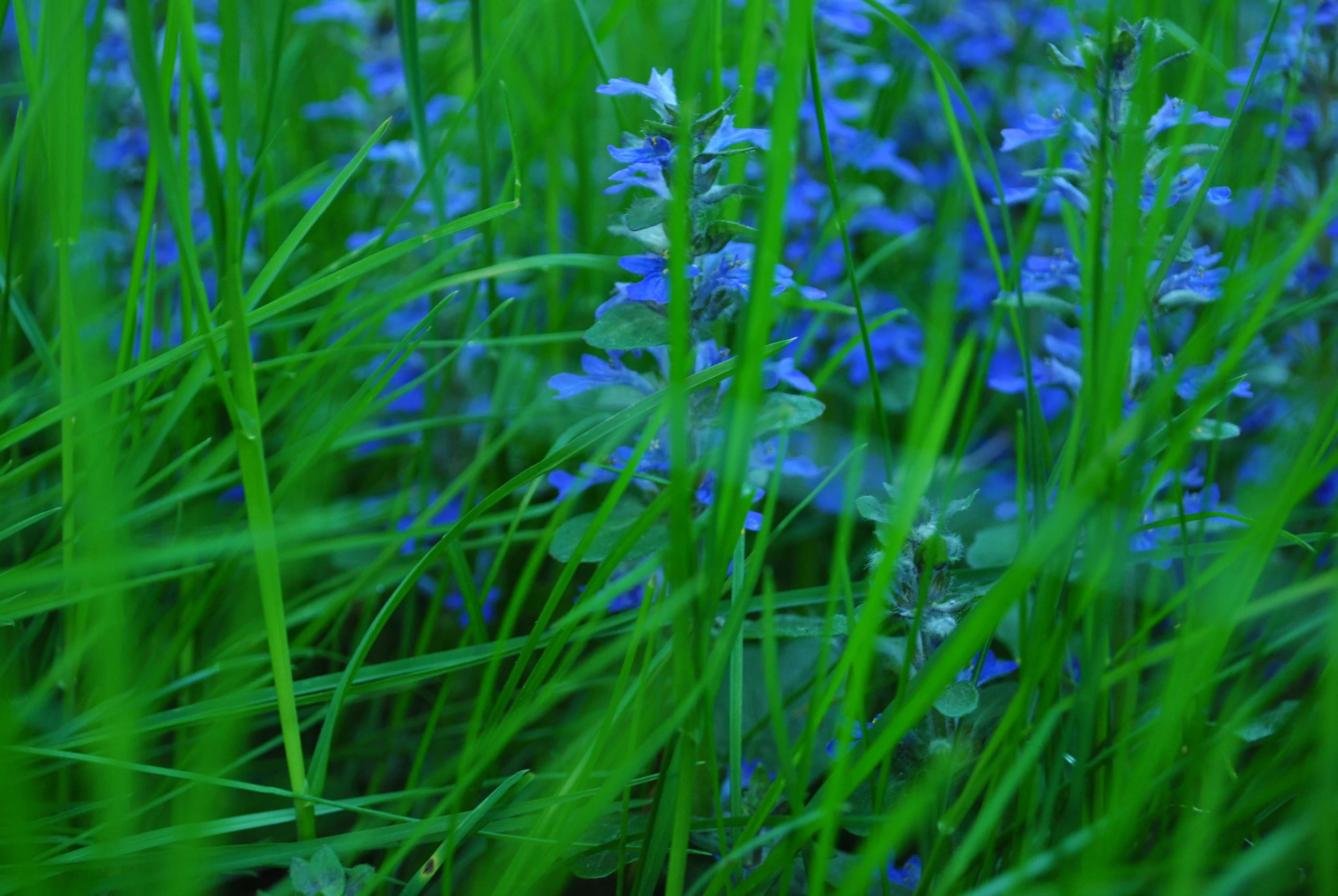 DSC_0505.JPG