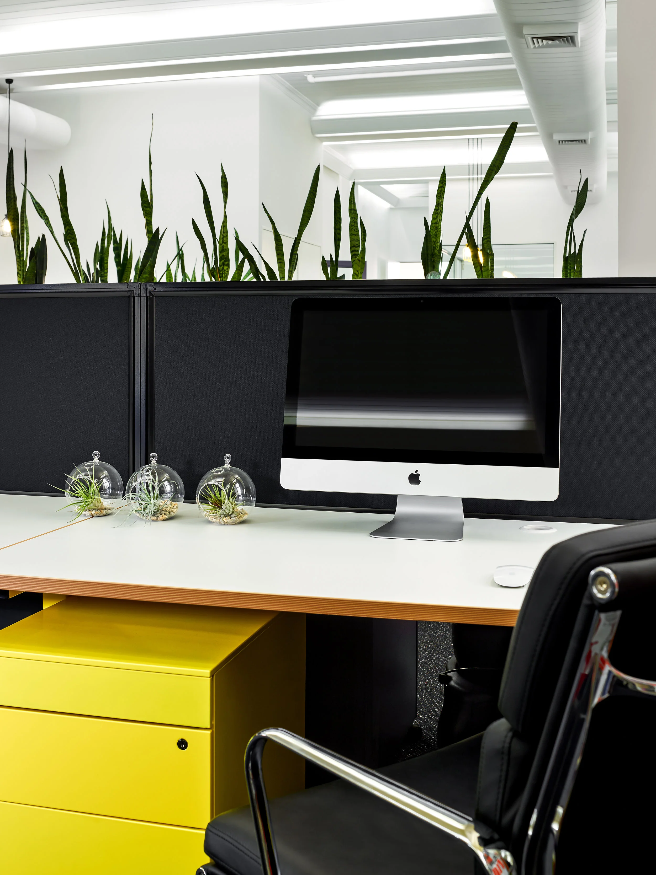 StudioMint60251.jpg