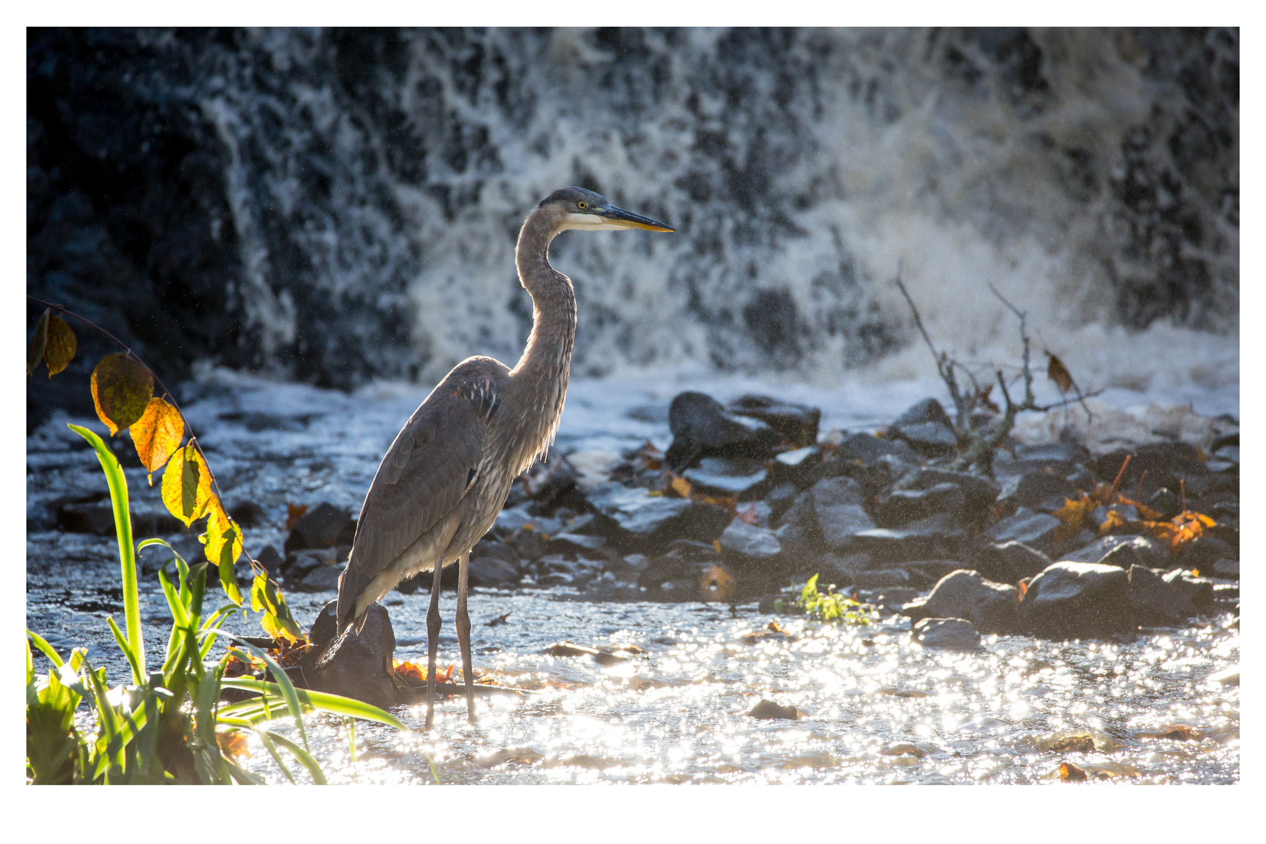 Blue Heron enjoying the waterfall