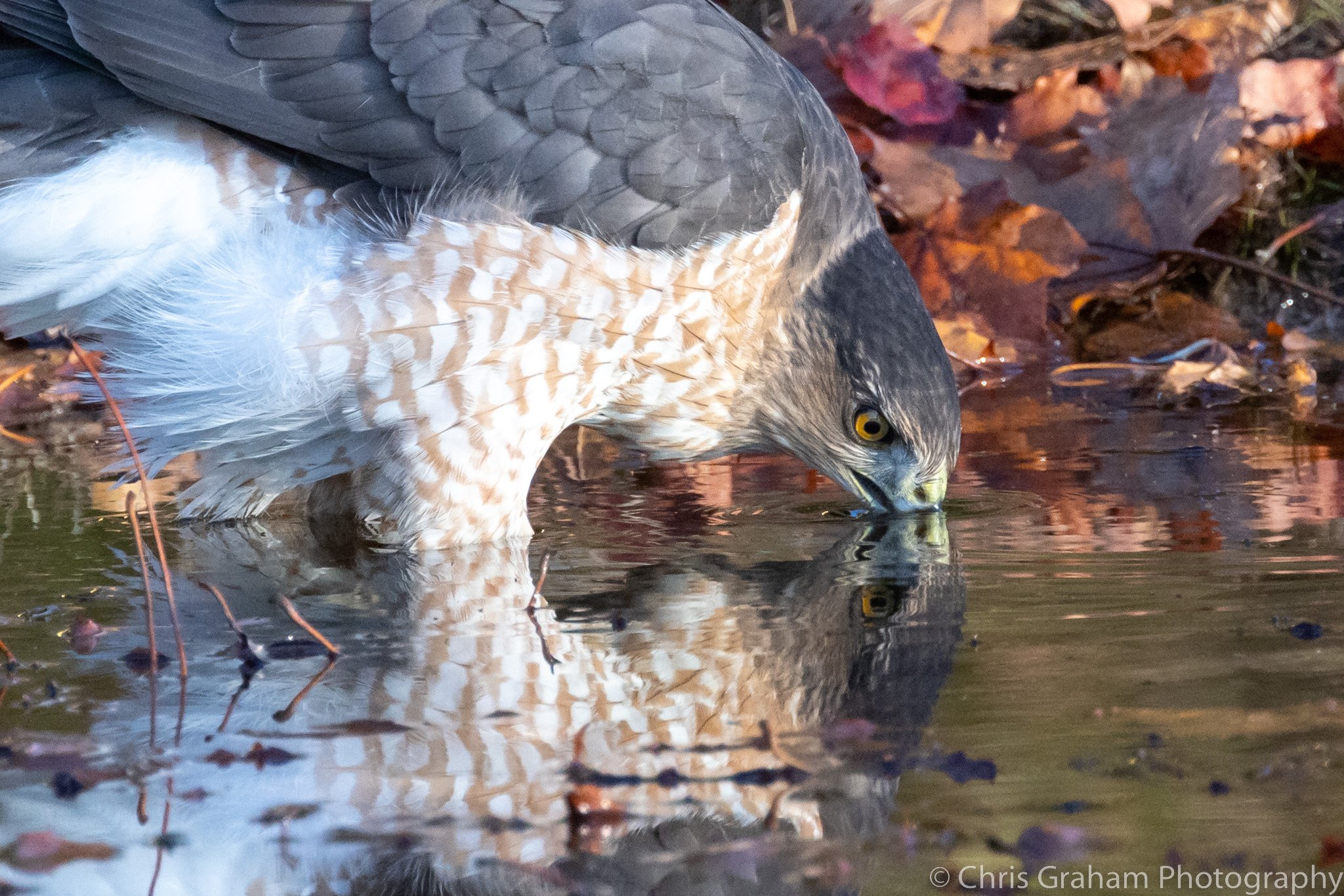 Coopers Hawk Reflection