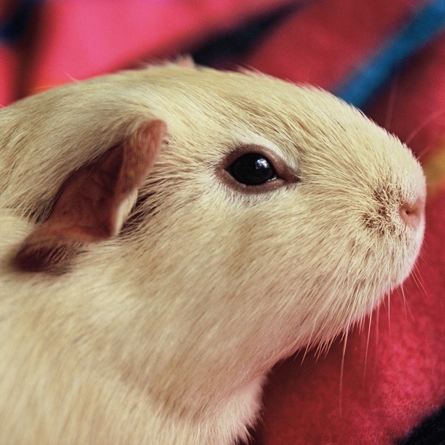 Groomed to perfection