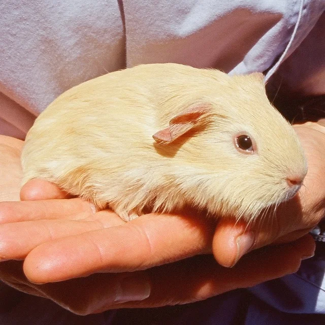 Hazel tiny weeny baby