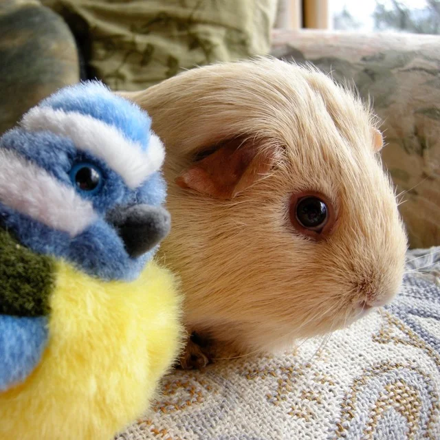 Hazel pristine and youthful