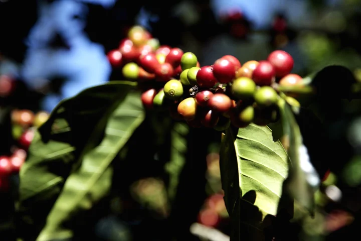 Combating Coffee Rust (Hemileia vastatrix)- Combatiendo la Roya