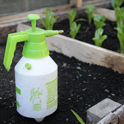 Synthetic and Organic Lettuce Fertilizers- Fertilizantes orgánicos y sintéticos