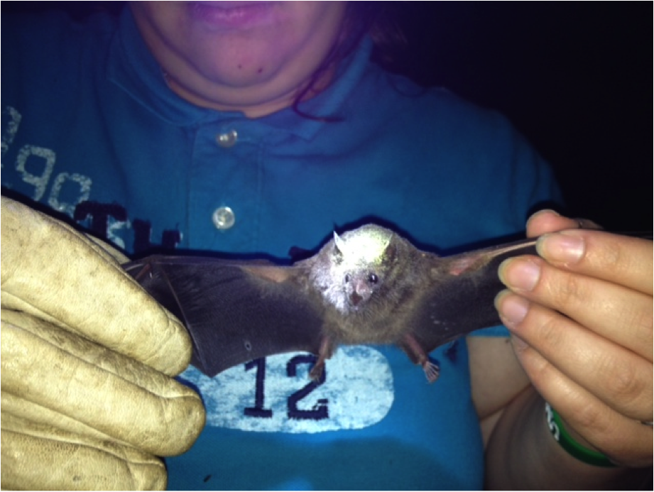 The Night of the Bat---La Noche de los Murciélagos