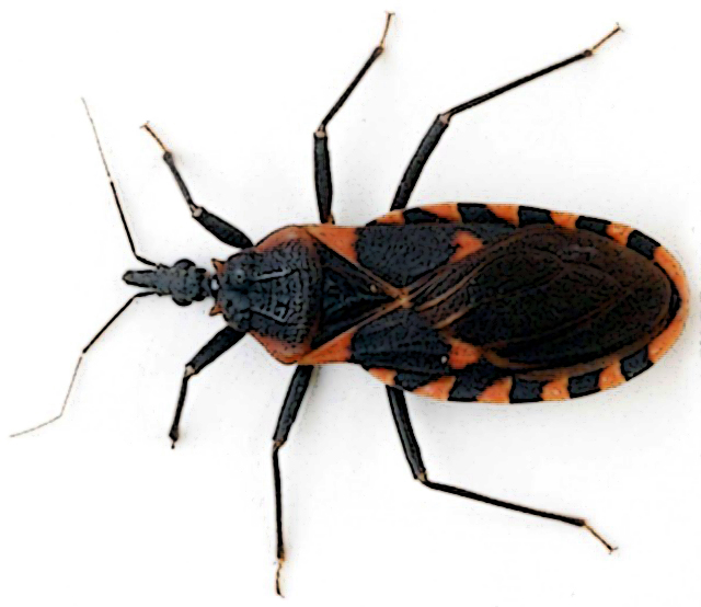 AN ANNOTATED BIBLIOGRAPHY OF CURRENT WRITING ON PUBLIC HEALTH ISSUES IN CONFRONTING CHAGAS DISEASE