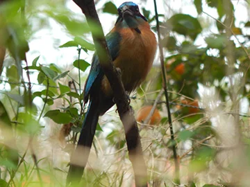 I must have seen the same Blue-Crowned Motmot more than three dozen times … /// Debo haber visto al mismo pájaro péndulo (bobo) más de tres docenas de veces... 
