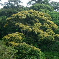An Exceptional Tree and a Symbol of Monteverde---            Un árbol excepcional y un símbolo de Monteverde