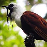 The Bellbird and Ocotea monteverdensis, A Special Relationship - El pájaro campana y el Ocotea monteverdensis, una relación muy especial