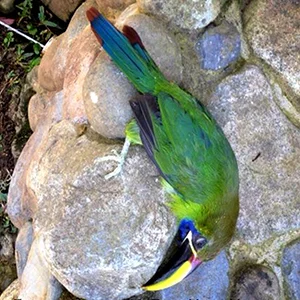 Algunos resultados previos del proyecto Aves y Ventanas en Monteverde - A preview of some of the results from the Birds and Windows Project in Monteverde