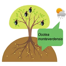Ocotea monteverdensis: Conserving an Endangered Species --- Ocotea monteverdensis: Preservando una especie en peligro