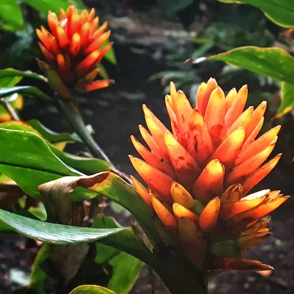 Promoviendo el uso de plantas nativas - PRONATIVAS - Promoting native plant species