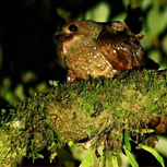 Rastreos del Pájaro Aceite (Steatornis caripensis, Steatornitidae) en Costa Rica - Lifetracks Oilbird, Costa Rica.