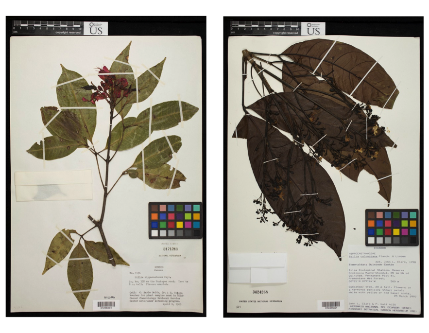 Representative dried, pressed museum specimens of Billia hippicastanum from Mexico (left) and B. rosea from Ecuador (right). Note the red flowers on B. hippocastanum and that the leaves directly underneath the flowering branch are missing (left) or composed of only one leaflet (right). This is contrast to B. rosea, which has white flowers (yellow with age here) and very large-sized leaves below its flowering branch.