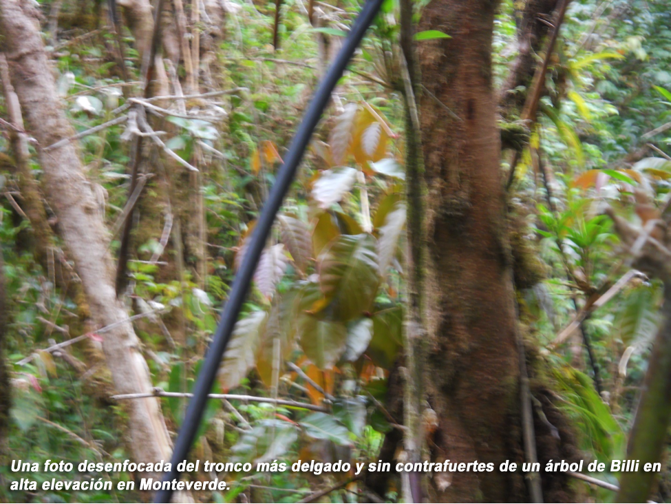 Ccucaracho11span.png