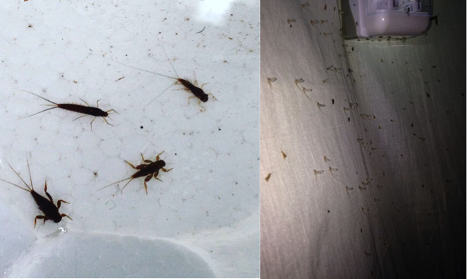 Larvas de Ephemeropteros en colecta de campo y Ephemeropteros subimagos en trampa de luz.