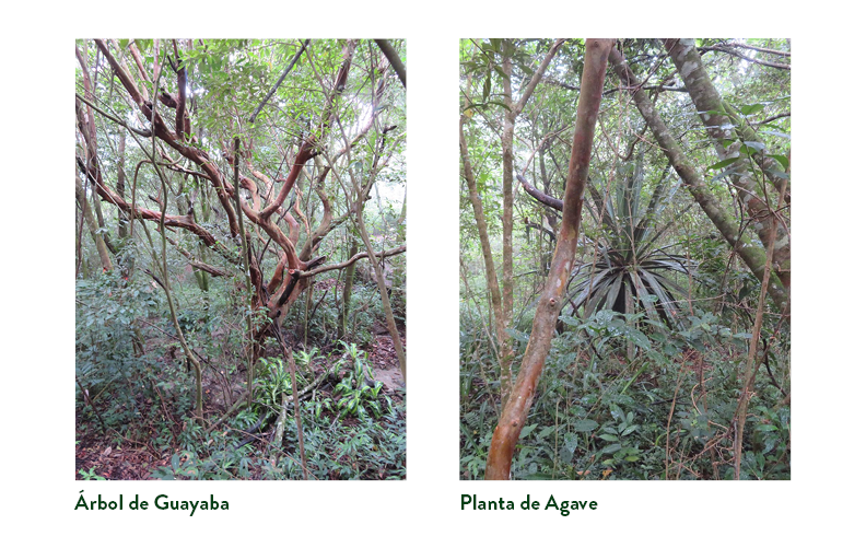 El árbol de Guayaba a la izquierda y la planta de Agave a la derecha - ambas rodeadas de bosque en crecimiento.