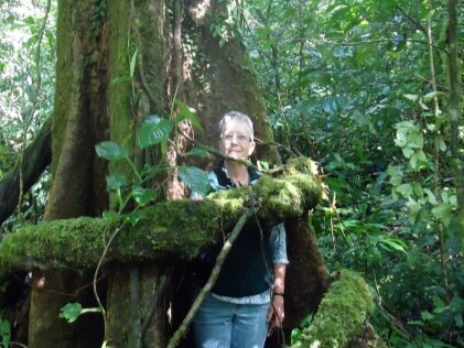 Conservación de una especie en peligro crítico de extinción Ocotea monteverdensis y otras especies amenazadas en Costa Rica.
